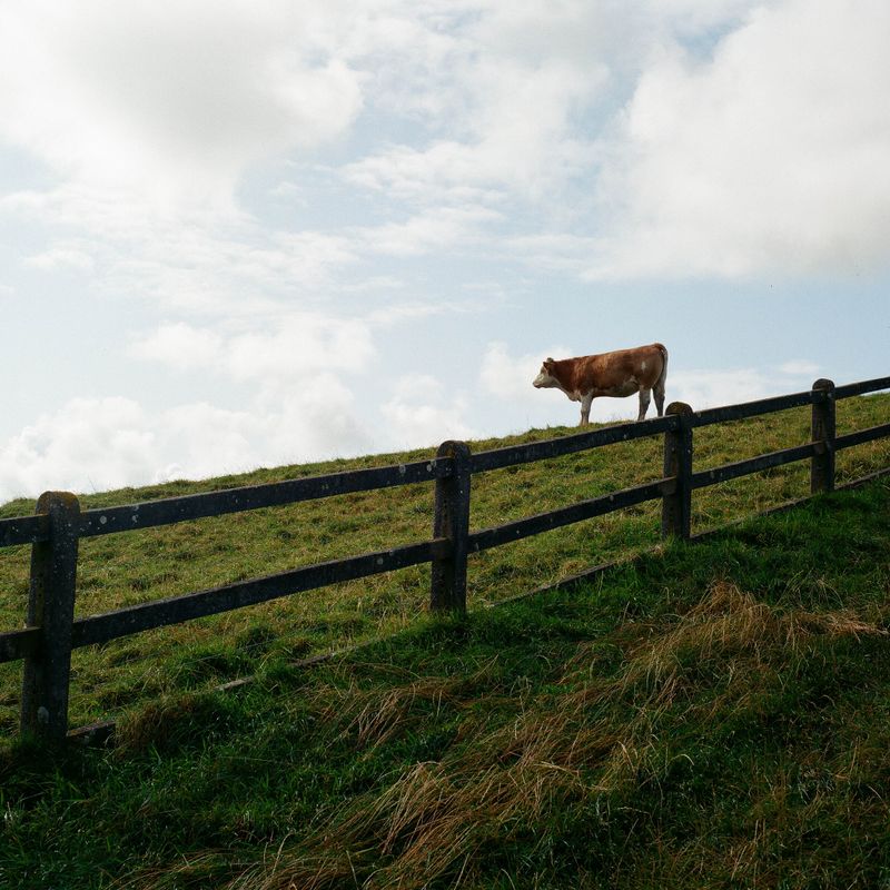 A cow on a hill.
